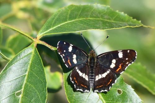 Carte géographique (Araschnia levana)