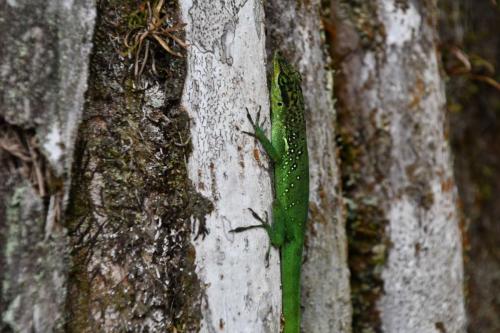 Anolis roquet