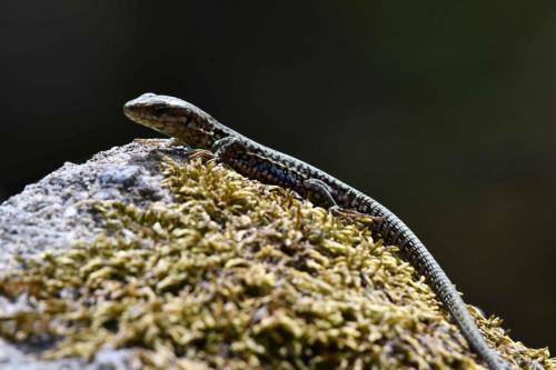 Lézard des murailles