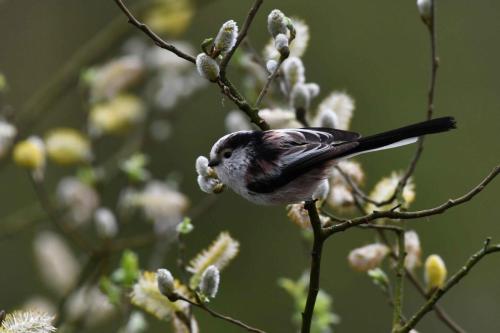 Mésange à longue queue