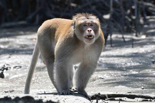 Macaque crabier