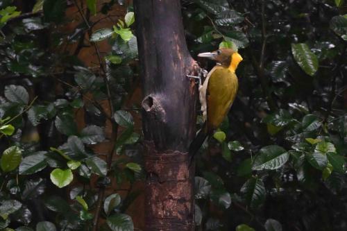 Pic à nuque jaune