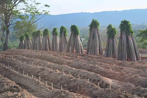 Manioc