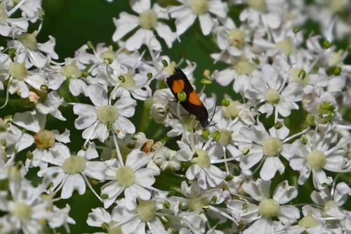Pyrale de la Berce      (Pammene aurana)