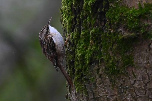 Grimpereau des jardins