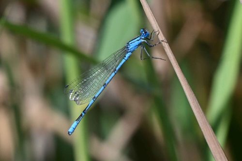 Agrion porte-coupe