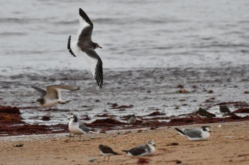 Mouettes de Sabine