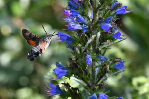 Moro-Sphinx (Macroglossum stellatarum)