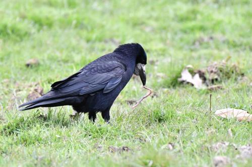 Corbeau freux