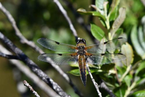 Libellule à quatre taches (Libellula quadrimaculata)