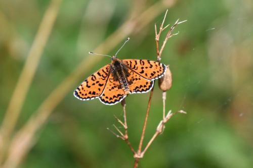 Mélitée orangée (Melitaea didyma)