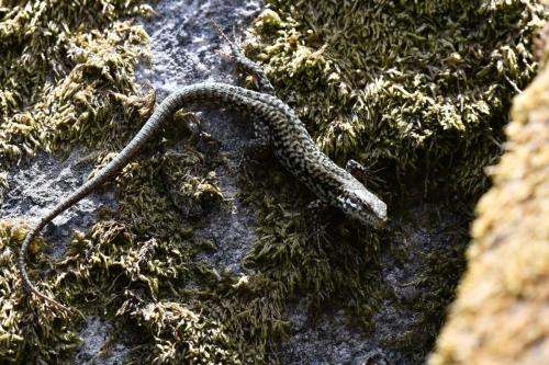 Lézard des murailles