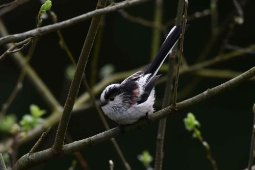 Mésange à longue queue