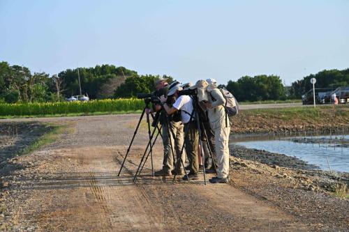 A la recherche des bécasseaux à longs doigts