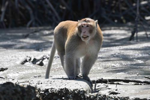 Macaque crabier