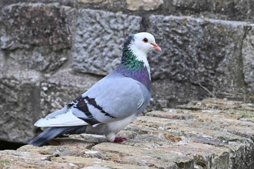 Pigeon Manotte d'Artois