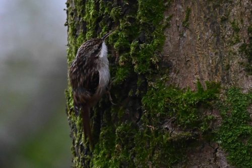 Grimpereau des jardins
