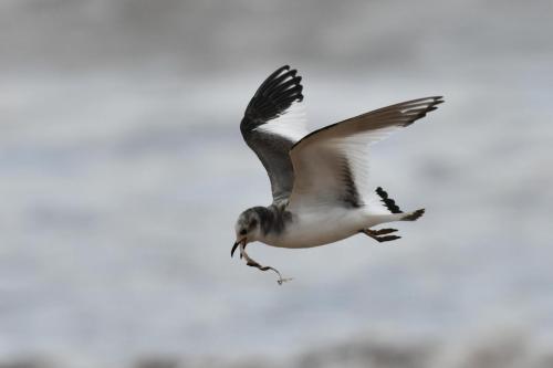 Mouette de Sabine