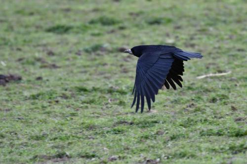 Corbeau freux