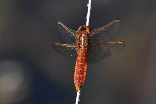 Crocothémis écarlate (Crocothemis erythraea)