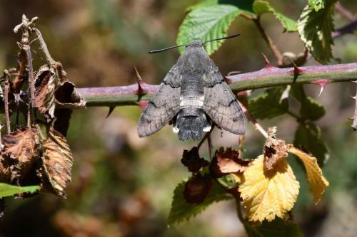 Moro-Sphinx (Sphinx Sphingidae)