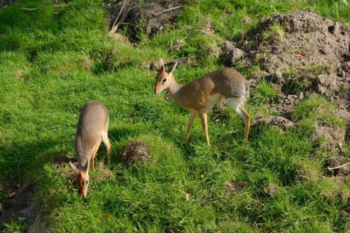 Dikdik de Kirk