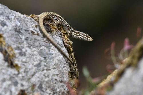 Lézard des murailles