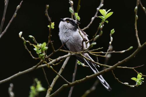 Mésange à longue queue