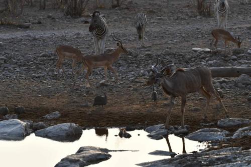 Koudou du Zambèze, impalas, zèbres, pintades