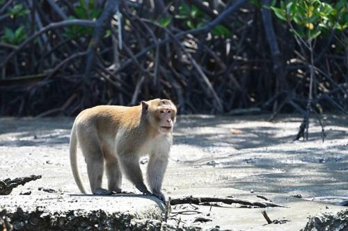 Macaque crabier