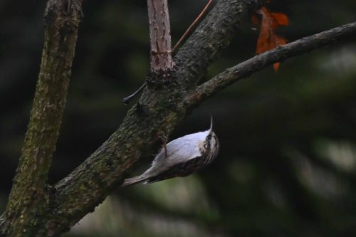 Grimpereau des jardins