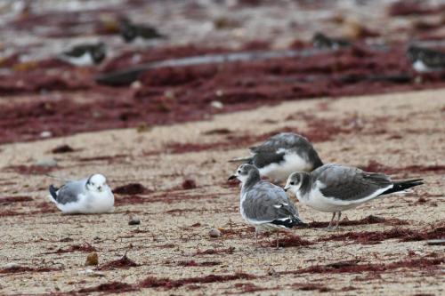 Mouettes de Sabine