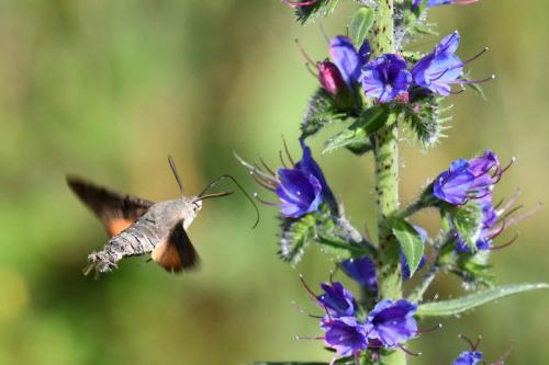 Moro-Sphinx (Macroglossum stellatarum)