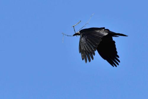 Corbeau freux