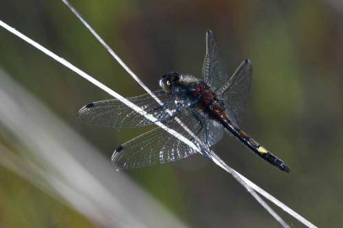 Leucorrhine à gros thorax (mâle) (Leucorrhinia pectoralis)