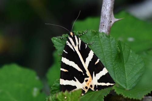 Ecaille chinée (Euplagia quadripunctaria)