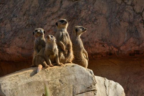 Suricates