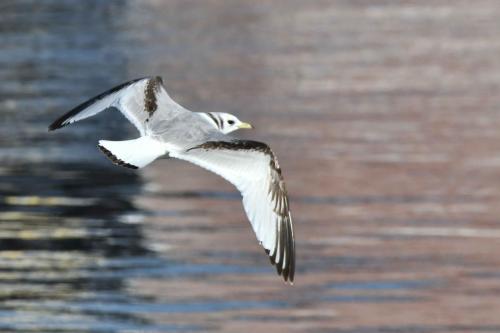 Mouette tridactyle