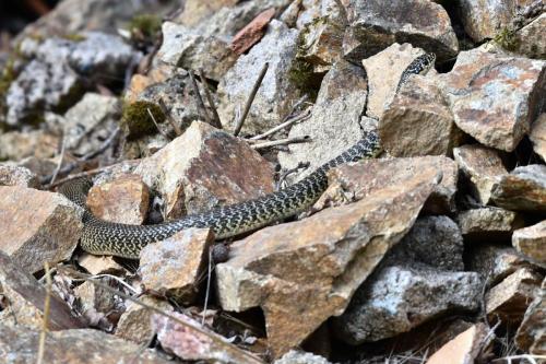 Couleuvre verte et jaune