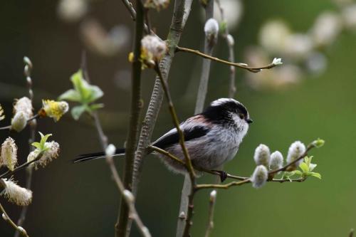 Mésange à longue queue