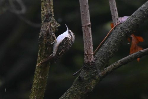 Grimpereau des jardins