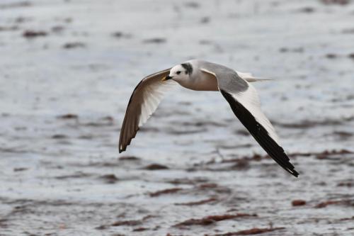 Mouette de Sabine
