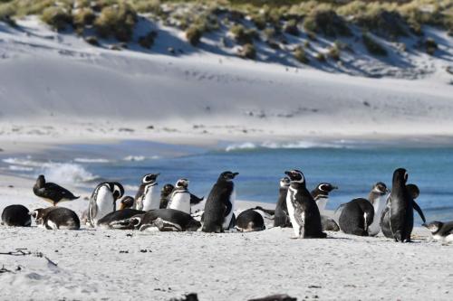 Manchots de Magellan