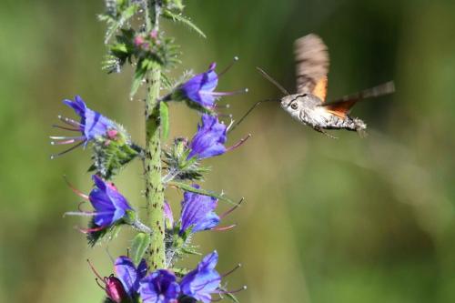 Moro-Sphinx (Macroglossum stellatarum)