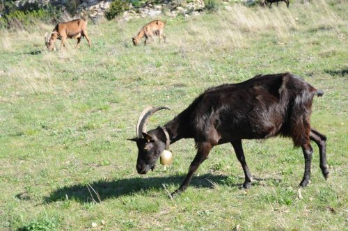Chèvres sur les hauteurs de Sivergues