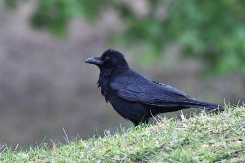 Corneille noire