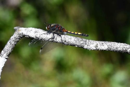 Leucorrhine à gros thorax (femelle) (Leucorrhinia pectoralis)
