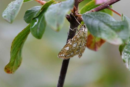 Hydrocampe du potamot  (Elophila nympheata)