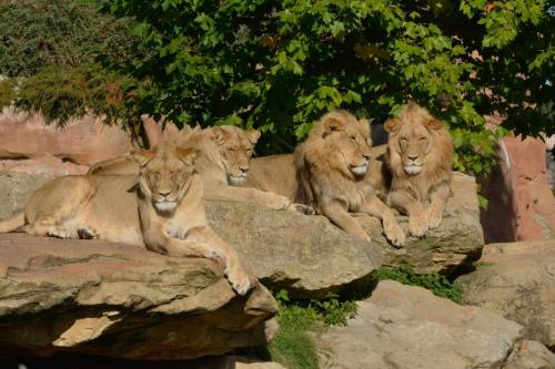 Lions d'Afrique du Sud