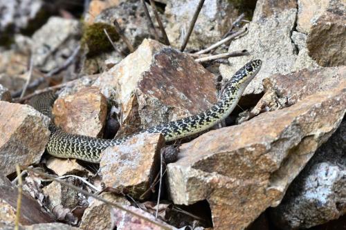 Couleuvre verte et jaune